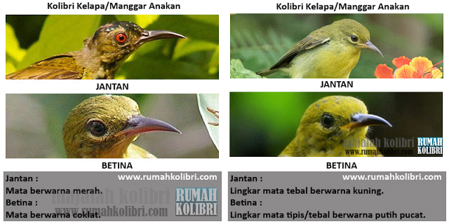perbedaan kolibri kelapa