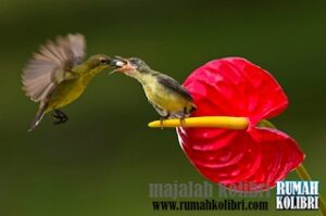 Cara meloloh kolibri anakan