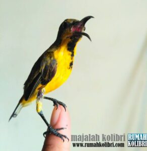 cara menjinakan kolibri
