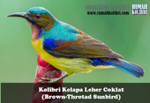 kolibri kelapa leher coklat