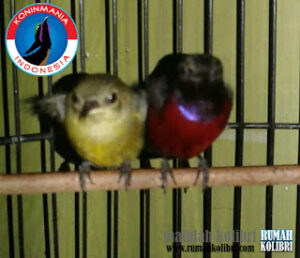 breeding kolibri ninja