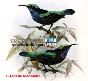 black sunbird Aspasiodes