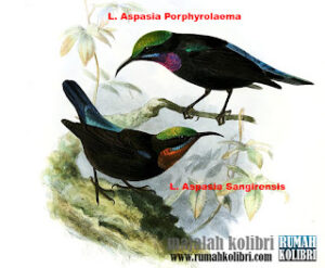 Leptocoma Aspasia subspecies Porphyrolaema & Sangirensis
