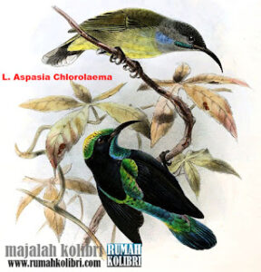 black-sunbird Chlorolaema