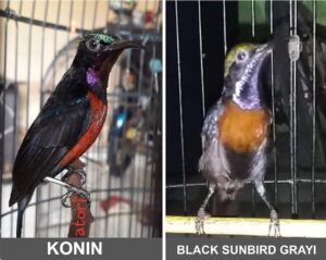 cara membedakan konin dengan black sunbird grayi