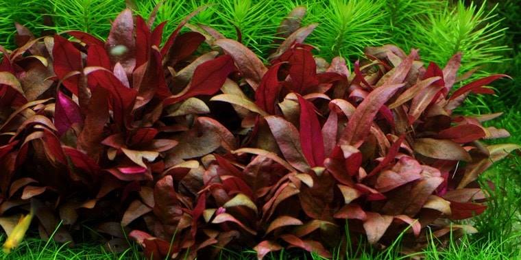 bacopa sp tanaman aquascape yang paling banyak dicari