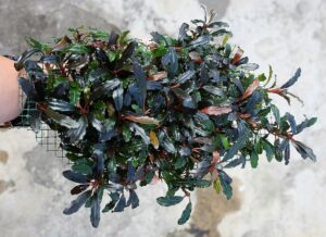 Bucephalandra tanaman aquascape tanpa co2