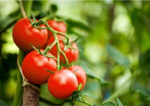 tanaman buah tomat