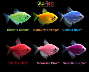 ikan hias glofish