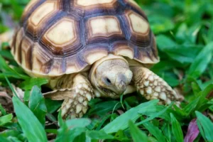 Jenis Kura-kura Yang Banyak Dipelihara